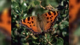 বিলুপ্তির কয়েক দশক পর দেখা মিললো &lsquo;লার্জ টর্টোইসশেল&rsquo; প্রজাপতির