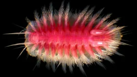 তিমি যখন মারা যায়, তখন কী হয়