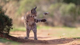 সেরা বন্যপ্রাণী ছবির পুরস্কার জিতলেন অস্ট্রীয় ফটোগ্রাফার