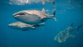 যুদ্ধের উত্তেজনায় হুমকির মুখে বিশ্বের বৃহত্তম হোয়েল শার্কের মেলা!