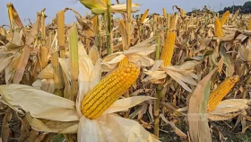 ইরান যুদ্ধের প্রভাবে যুক্তরাষ্ট্রে কমছে ভুট্টার চাষ