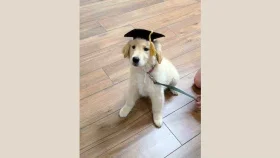 ২ লাখ টাকায় কুকুরকে কিন্ডারগার্টেন স্কুলে ভর্তি!