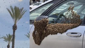 ইসরায়েলে নজিরবিহীন &lsquo;মৌমাছির হানা&rsquo;, শহরজুড়ে আতঙ্ক