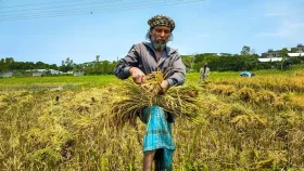 লোডশেডিংয়ে বিপর্যস্ত কৃষিখাত, ব্যাহত হচ্ছে বোরো চাষ