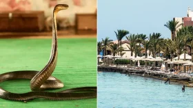 মিশরে সাপুড়ের খেলা দেখতে গিয়ে পর্যটকের মৃত্যু