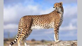 ইরানে আশার আলো ছড়াচ্ছে এশিয়ার চিতা