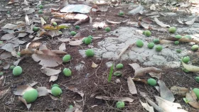 রাস্তায় পড়ে থাকা আম কুড়ালেই ৫ লাখ টাকা জরিমানা!