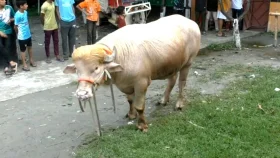 ঢাকায় আসছে &lsquo;ডোনাল্ড ট্রাম্প&rsquo;