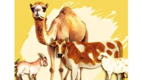 কোরবানির পশুর যেসব অংশ খাওয়া নিষেধ