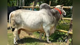 যশোরে কোরবানির হাটে &lsquo;বিসিএস ক্যাডার&rsquo;