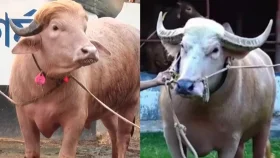 যে দরে বিক্রি হলো &lsquo;ডোনাল্ড ট্রাম্প&rsquo;, &lsquo;নেতানিয়াহু&rsquo;