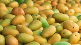 যেভাবে পাকা আম দীর্ঘদিন সংরক্ষণ করবেন&nbsp;
