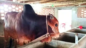 মাগুড়ায় ক্রেতার আকর্ষণ &lsquo;লালু&rsquo;, দাম হাঁকা হয়েছে ১০ লাখ