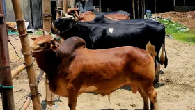 ১৫ লাখে বিক্রি হবে &lsquo;লাল বাহাদুর&rsquo; ও &lsquo;কালো মানিক&rsquo;