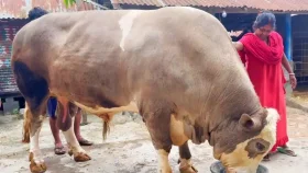 দড়ি ছাড়াই ঘুরে বেড়ায় যশোরের &lsquo;নেইমার&rsquo;