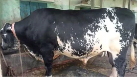 দেয়াল ভেঙে বের করতে হবে পঞ্চগড়ের &lsquo;যুবরাজ&rsquo;কে