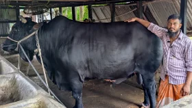 খালেদা জিয়াকে উপহার দেওয়া &lsquo;কালো মানিক&rsquo; এখন কোরবানির হাটে, সাথে ছাগল ফ্রি