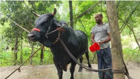 কোরবানির হাটের আকর্ষণ &lsquo;বাদশা&rsquo;