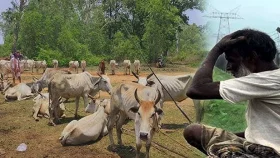 ভারতে হিন্দু খামারিদের হাহাকার, আত্মহত্যার হুমকি