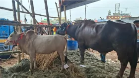&lsquo;মহিষ কিনলে গরু ফ্রি&rsquo; অফারেও জমেনি গাবতলীর হাট
