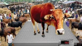 ওজন মেপে কোরবানির পশু কেনা জায়েজ?