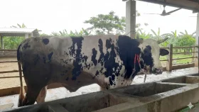 পিরোজপুরের আকর্শণ শান্ত, দাম হাঁকা হচ্ছে ৮ লাখ