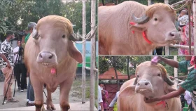 &lsquo;ডোনাল্ড ট্রাম্প&rsquo; কোরবানি হচ্ছে বাংলাদেশে!
