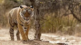 মহারাষ্ট্রে বাঘের হামলায় ৪ নারীর মৃত্যু