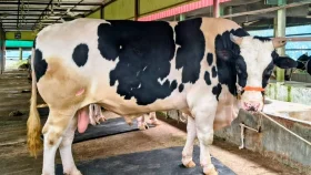 শেরপুরের হাট কাঁপাবে &lsquo;বাংলার ডন&rsquo;