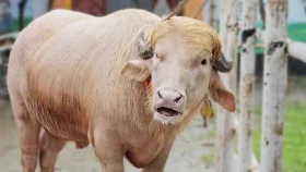 আন্তর্জাতিক গণমাধ্যমে নারায়ণগঞ্জের &lsquo;ডোনাল্ড ট্রাম্প&rsquo;