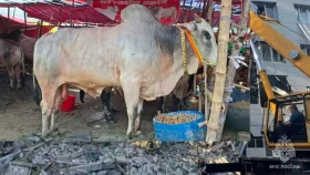 দিয়াবাড়ী হাটে সাড়ে ১১০০ কেজির &lsquo;রাজাবাবু&rsquo;, দাম ১৮ লাখ