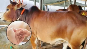 একই পশু দিয়ে কোরবানি ও আকিকা করা যাবে কী?