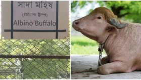 &lsquo;ডোনাল্ড ট্রাম্প&rsquo; বানান ভুল করলো চিড়িয়াখানা কর্তৃপক্ষ