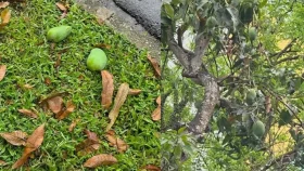 রাস্তা থেকে আম কুড়ানোর শাস্তি ৫ লাখ টাকা জরিমানা!