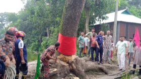 অবশেষে অলৌকিকভাবে &lsquo;দাঁড়িয়ে যাওয়া&rsquo; গাছটি কেটে ফেলা হলো