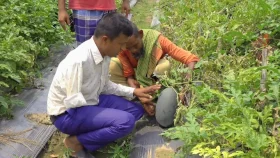এক হাত নেই তবুও ঝিনাইদহে কৃষকদের আস্থা মফিজ উদ্দিন