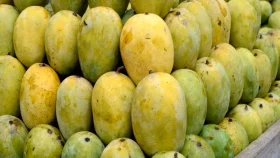 সুস্বাদু পাকা আম চিনবেন যেভাবে