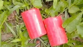 কালিগঞ্জে বিএনপি কার্যালয়ের সামনে থেকে ককটেল উদ্ধার