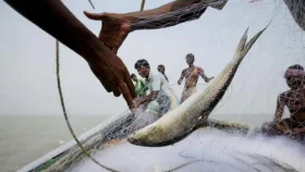 ২২৯ কোটি টাকার প্রকল্পেও বাড়েনি ইলিশ উৎপাদন
