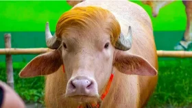 চিড়িয়াখানায় নেই &lsquo;ট্রাম্প&rsquo;, নতুন গন্তব্য কোথায়