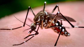 ডেঙ্গুতে আরও ২ জনের মৃত্যু, নতুন আক্রান্ত ১৫৭