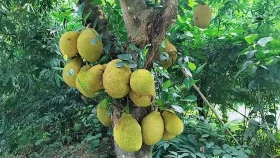 কাপাসিয়ার গাছে গাছে কাঁঠাল, দাম কম থাকায় হতাশ কৃষক