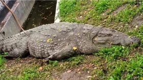 সরিয়ে নেওয়া কুমিরটির মানসিক অবস্থা ভালো নেই, ২১ দিনেও খায়নি খাবার