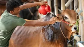 আশুরার দিনে পশু জবাই ও রোজার বিধান: কী বলে ইসলাম?