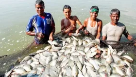 মৎস্যচাষে বিশ্বসেরা পাঁচে বাংলাদেশ
