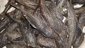 শীতলক্ষ্যায় রাক্ষুসে সাকার মাছের দাপট, ধ্বংস হচ্ছে দেশি প্রজাতি মাছ