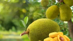 বাংলাদেশ থেকে কেন কাঁঠাল আমদানি করতে চায় চীন