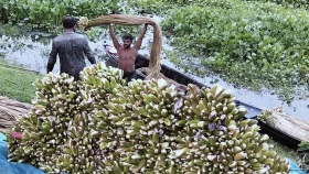 বেলাই বিলে শাপলার ডাটা সংগ্রহ করে চলে যাদের পরিবার