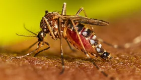 ২৪ ঘণ্টায় ডেঙ্গু আক্রান্ত ১৮০ জন