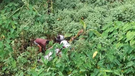 টাঙ্গাইলের সখীপুরে ডোবা থেকে নারীর মরদেহ উদ্ধার